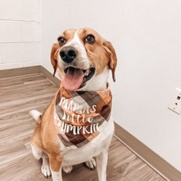 Welcome Home pet friendly community