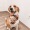 pet friendly community 